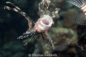 Hungry Lionfish! by Stephan Kerkhofs 
